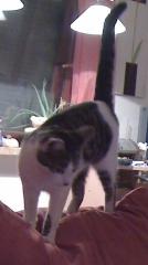 Katze entlaufen in Bremen-Blumenthal/Rönnebeck