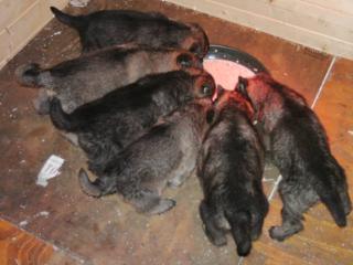 Schäferhunde Welpen