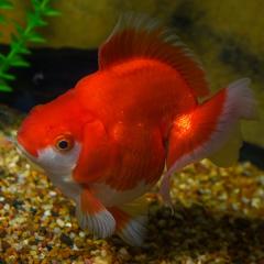 Verfügbare Aquarien-fische.