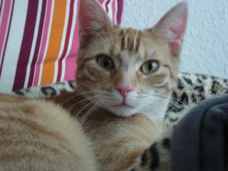 Roter Kater 1 Jahr sucht neues Zuhause