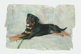 Super schöner Deckrüde reinrassieger Rottweiler TOP