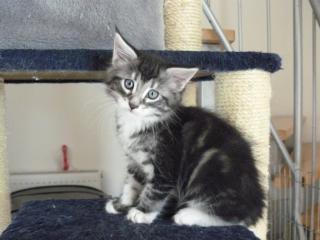 Maine Coon