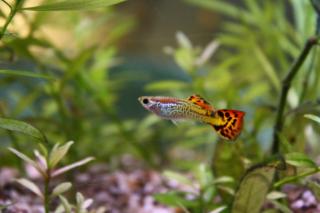 Wunderschöner Guppys Nachwuchs abzugeben