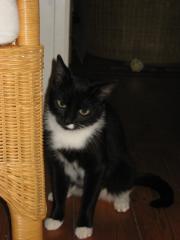 Samira sucht neues, liebevolles zu hause