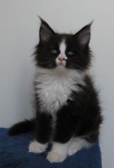 Maine Coon Mädchen