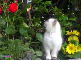 Hl. Birma Kitten, männlich, blue point, Zucht/Show/Liebhaber