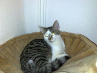 Süße Katzen sucht ein Zuhause.