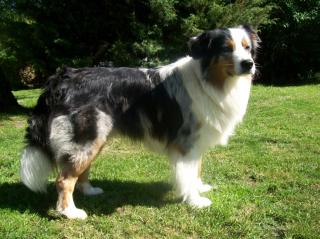 Bildschöner Australian Shepherd Blue Merle Deckrüde VDH/FCI