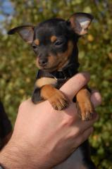 Suche eine d dogge 250Euro