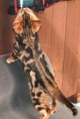 Nur 1 Bengal Katerchen aus Aura Rainbow