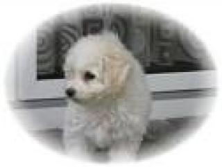 Bichon Welpen sofort zur Abgabe