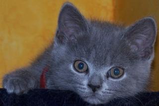 BKH blau, babys