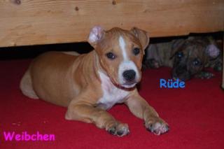 Suche Pit Bull Weibchen 10Wochen Preis 250 bis 300 Euro