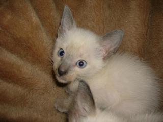 Siam Kitten Katzen Kater 6 Wochen Jung