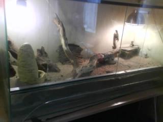 3 Bartagamen mit voll eingerichteten Glas Terrarium NP 350Euro