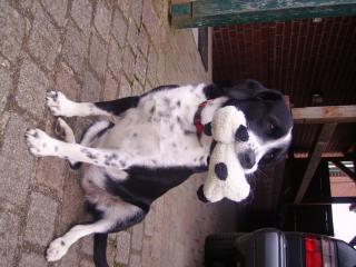 Sucht jemand einen liebevollen Hundesitter, der Hunde über alles liebt und viel