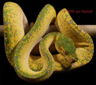 Biete Morelia viridis