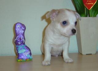 Chihuahua Welpe
