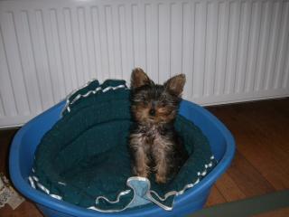 Yorkshire-Terrier