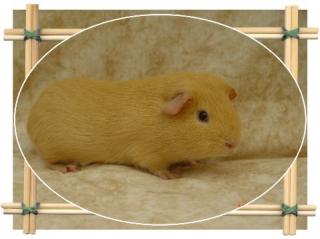 Glatt/Crested