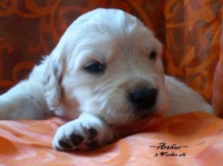 Arthur ist noch zu haben