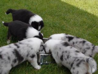 Australian Shepard Welpen an Liebhaber zu verkaufen