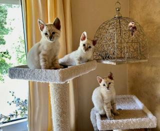 Snow Bengal Siam Kitten