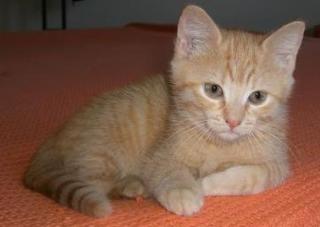 Kleiner rot getigerter Kater 10 Wochen sucht.