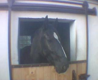 Suche erfahrene und liebe Reitbeteiligung in Herne