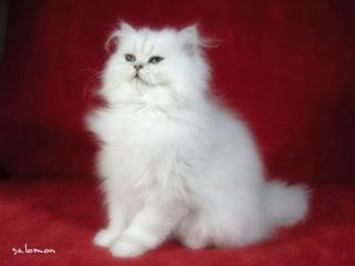 Perser und Exotic-Kitten in silver und chinchilla