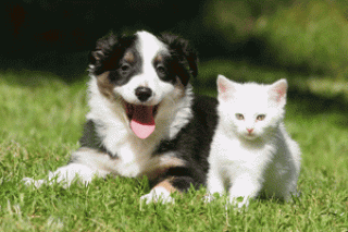 Frei-Haus-Lieferung VERITAS Hunde- u. Katzennahrung