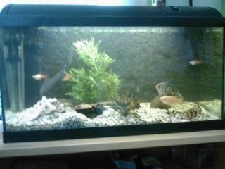 Aquarium 120l zu verkaufen