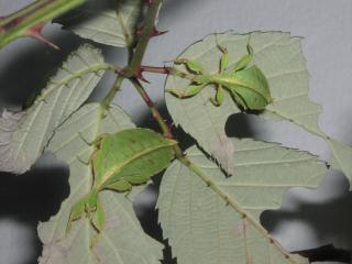 Wandelnde Blätter Phyllium philippinicum