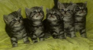Süsse Whiskaskätzchen in black-silver-tabby-classic
