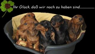 Verlieren Sie ihr Herz Wunderschöne Kurzdackelwelpen