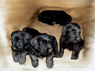 Riesenschnauzer-Welpen-Rüden