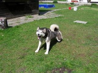 Siberian Huskywelpen zu verkaufen