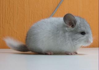Süße Chinchillas abzugeben. Babys und Zuchttiere in vers. Farben
