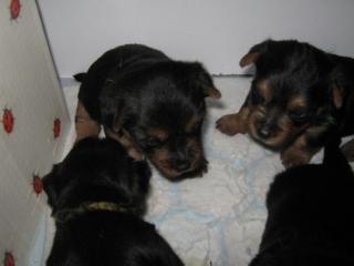 Australischer Terrier Welpen mit Papiere