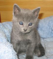 Russisch Blau Kitten