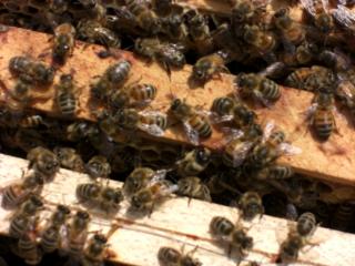 Bienen Ableger