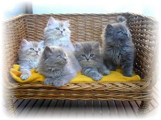 Britisch Langhaar-Kitten Highlander