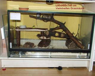 Gruppe 1. 2 Viel- Streifengrasmäuse Lemniscomys Barbarus