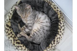 Bengal Kater m. P. umsth. günstig abzugeben