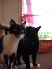 Zwei katzen suchen ein neues zuhause