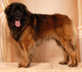 Leonberger Deckrüde HANK VOM WELLAND