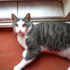 Kater vermisst