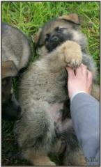 Schäferhund - Rüdenwelpe