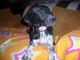 Sunny Labbi-Pointer-Mix sucht eine Familie