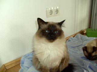 Supersüßer Schmusekater